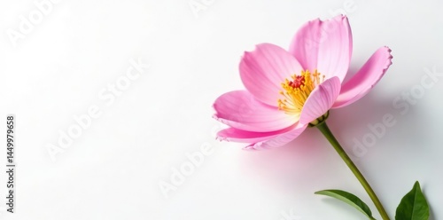 Delicate flower in full bloom on a crisp white background, nature, white