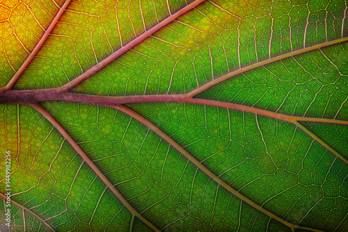 organic leaf as background,...