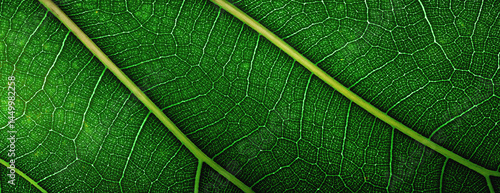 abstract texture leaf, natu...