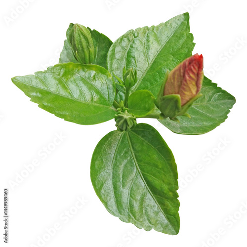 Wallpaper Mural Hibiscus Green Leaves And Buds Isolated On White Background Stock Photo Torontodigital.ca