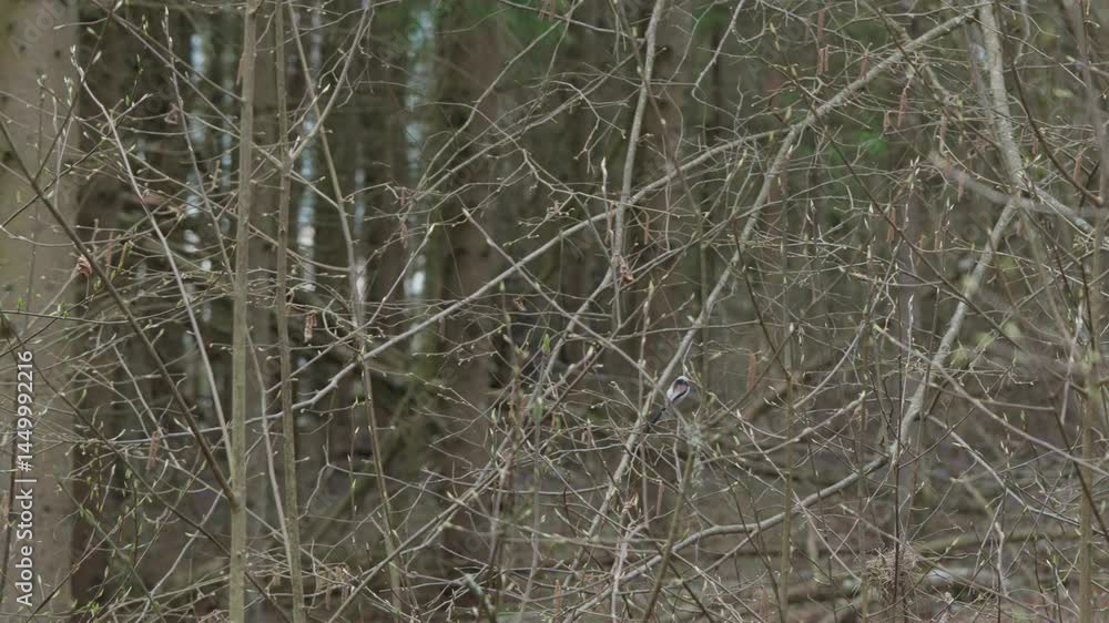 A small songbird - the Azure Tit, Cyanistes cyanus.
It is flying from branch to branch.
Early spring. A small songbird - the Azure Tit, Cyanistes cyanus.
It is flying from branch to branch.
Early spring.