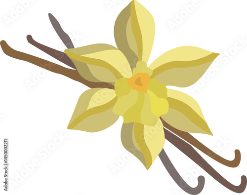vanilla illustration on a white background 
