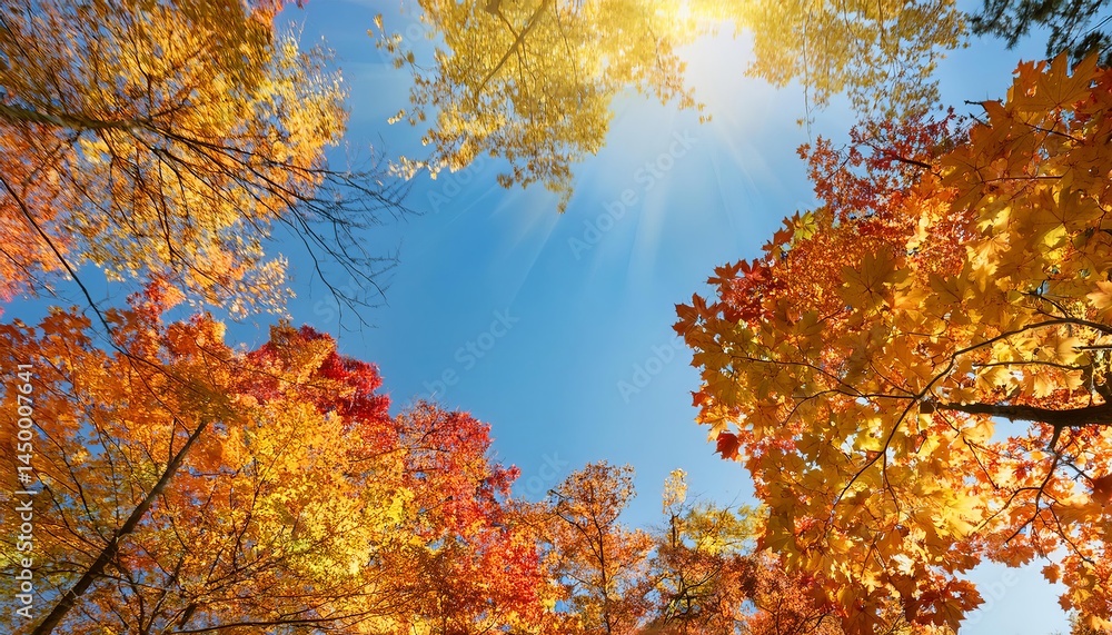 Sun shining through colorful autumn maple leaves and branches Sun shining through colorful autumn maple leaves and branches