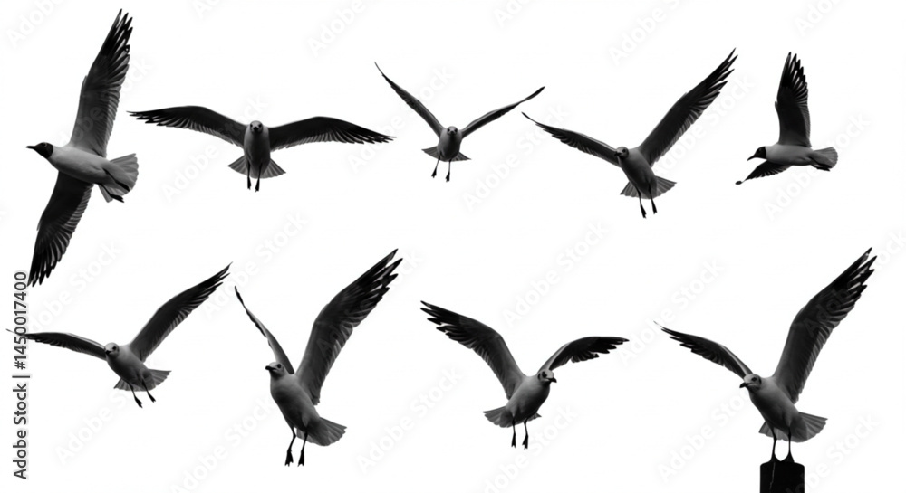 seagull silhouettes seagull silhouettes