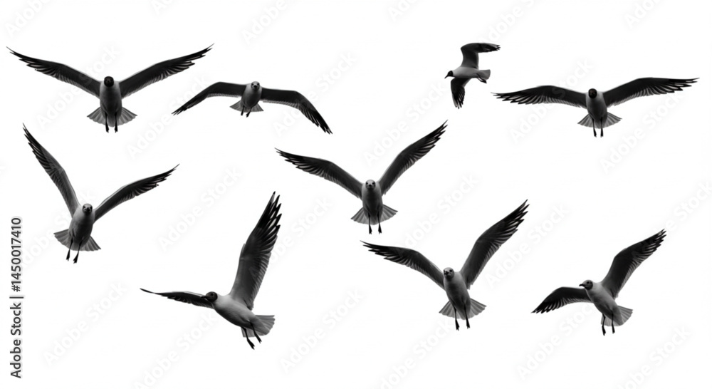 Fototapeta premium seagull silhouettes