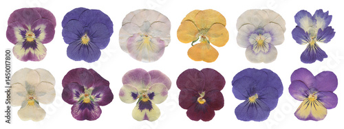 Pressed Pansy Flowers Set, Dried Botanical Cutout. Vintage Wildflowers Clipart for Scrapbooking and Collage