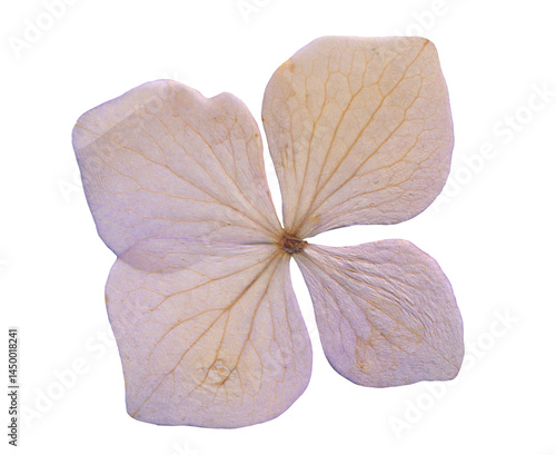 Single Dried Hydrangea Petal. Herbarium Clipart for Scrapbooking and Collages. Soft Vintage Aesthetic