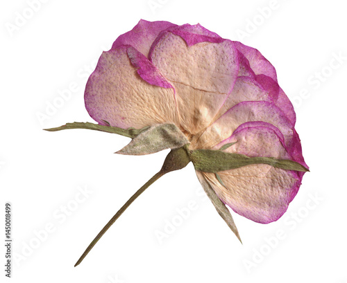 Fototapeta Naklejka Na Ścianę i Meble -  Botanical Pressed Pink Rose clipart. Dried Flowers elements for Scrapbooking, Collage, craft, wedding, and nature designs. Romantic vintage floral collection