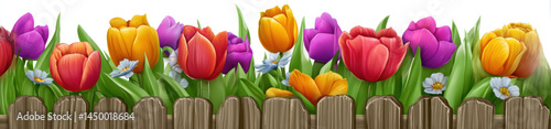 Colorful tulip flowers blooming behind rustic wooden fence with green leaves and small white daisies, creating vibrant and cheerful spring garden scene full of life and beauty