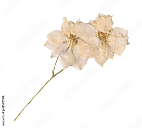 White Dried Delphinium Flowers Botanical Clipart. Pressed Floral Element for Scrapbooking and Collages