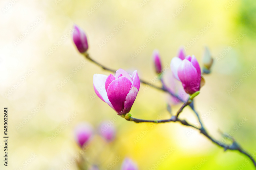 Obraz premium Delicate Pink Magnolia Blossoms Against a Soft Green Background