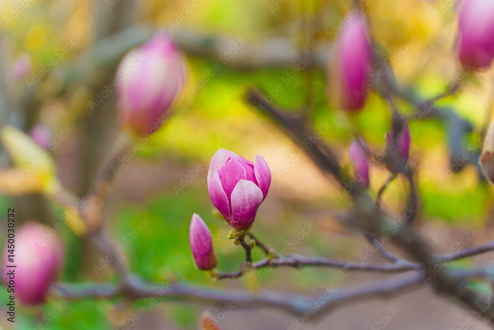 Fototapeta premium Delicate Pink Magnolia Flower Buds on Branch in Spring Garden