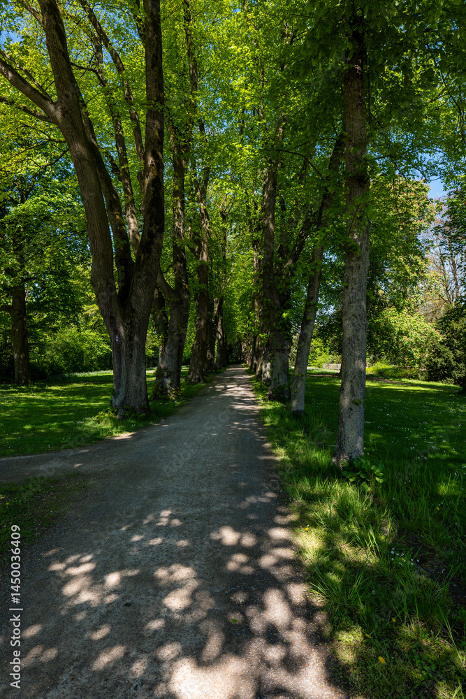 Fototapeta premium path in the park