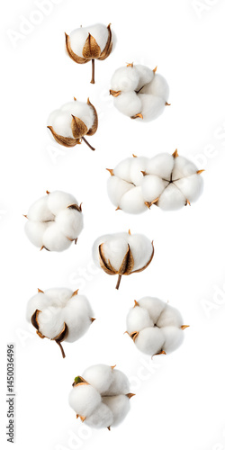 Obraz w ramie Falling cotton flower isolated on transparent background