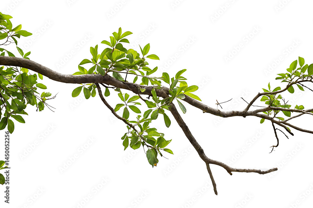 Fototapeta premium tree branch isolated on white background PNG