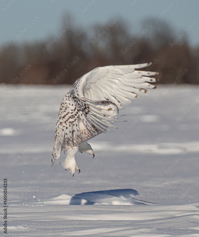 Snowy owl (Bubo scandiacus) lifts off and flies low hunting over a snow covered field in Ottawa, Canada