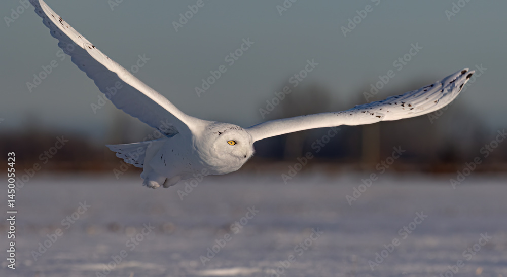 Snowy owl (Bubo scandiacus) flies low over hunting an open snowy field in Ottawa, Canada