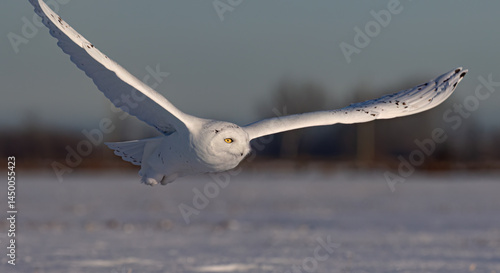 Obraz na płótnie Snowy owl (Bubo scandiacus) flies low over hunting an open snowy field in Ottawa, Canada w salonie