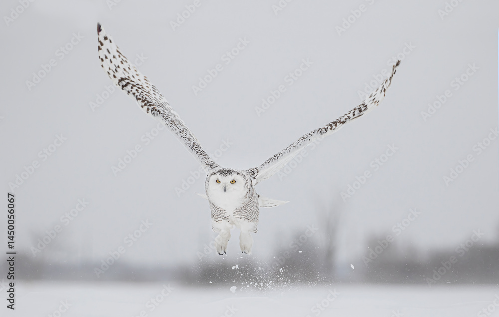 Snowy owl (Bubo scandiacus) lifts off and flies low hunting over a snow covered field in Ottawa, Canada