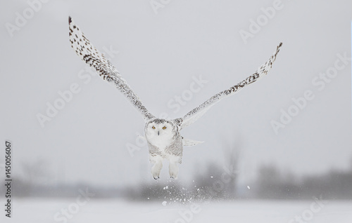 Snowy owl (Bubo scandiacus) lifts off and flies low hunting over a snow covered field in Ottawa, Canada