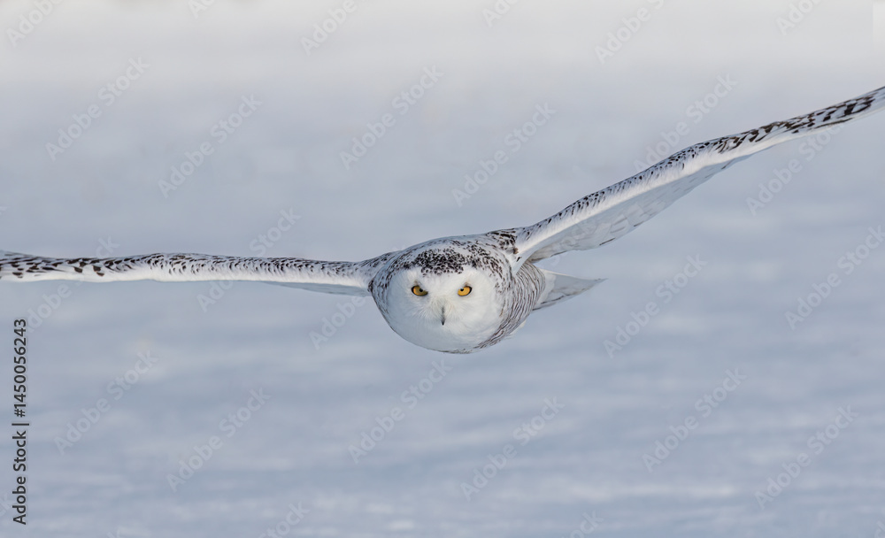 Snowy owl (Bubo scandiacus) flies low over hunting an open snowy field in Ottawa, Canada