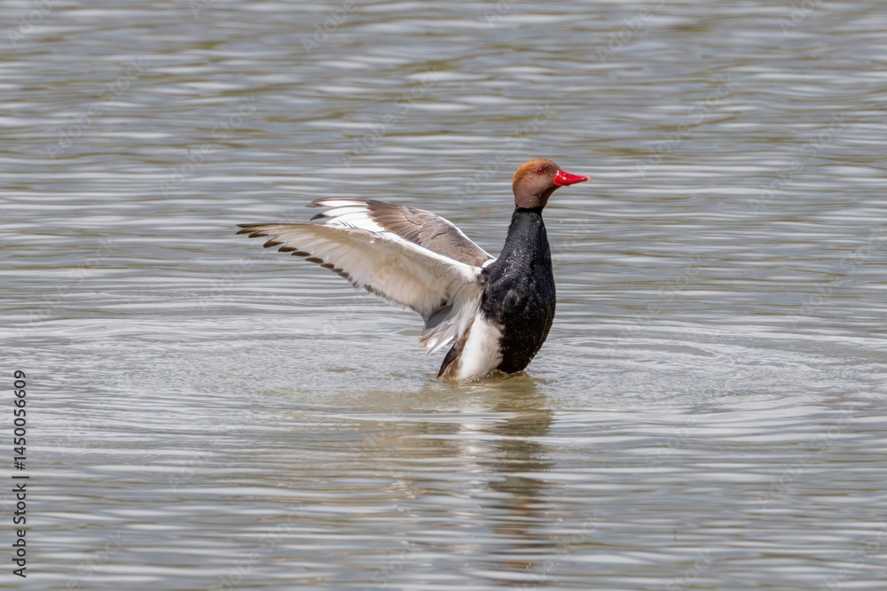 Fototapeta premium Red-crested pochard - male bird at a small pond in spring. Parc Natural dels Aiguamolls de l'Empordà, Catalonia, Spain
