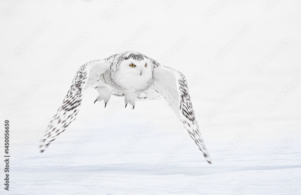 Snowy owl (Bubo scandiacus) lifts off and flies low hunting over a snow covered field in Ottawa, Canada