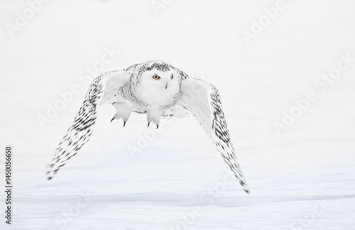 Obraz na płótnie Snowy owl (Bubo scandiacus) lifts off and flies low hunting over a snow covered field in Ottawa, Canada w salonie
