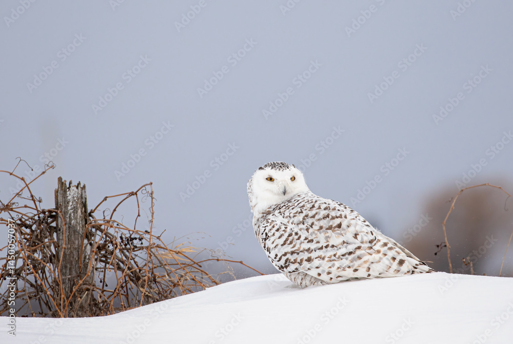 Snowy owl Bubo scandiacus standing in middle of a snow covered field in Ottawa, Canada