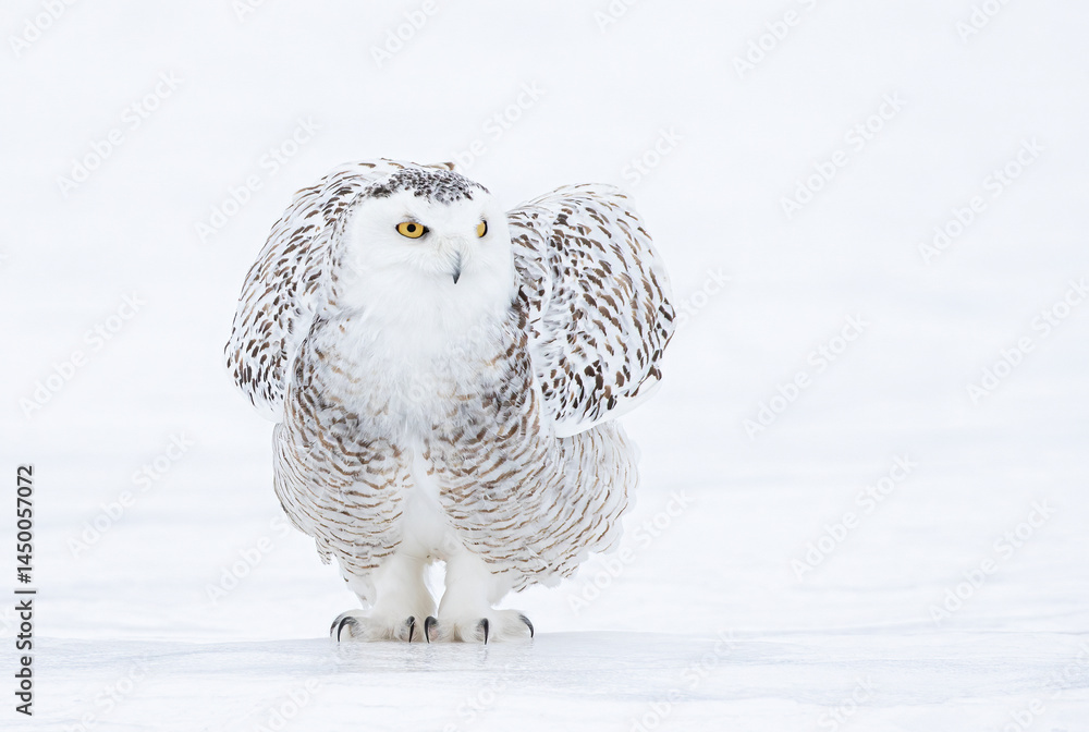 Snowy owl Bubo scandiacus standing in middle of a snow covered field in Ottawa, Canada