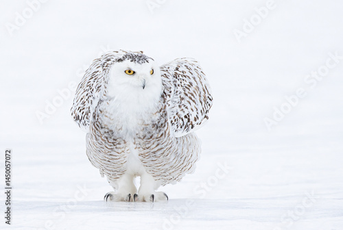 Obraz na płótnie Snowy owl Bubo scandiacus standing in middle of a snow covered field in Ottawa, Canada w salonie