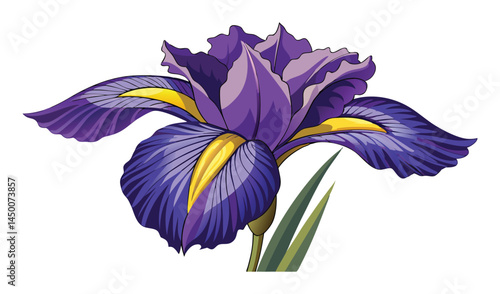 Single purple iris flower botanical illustration
