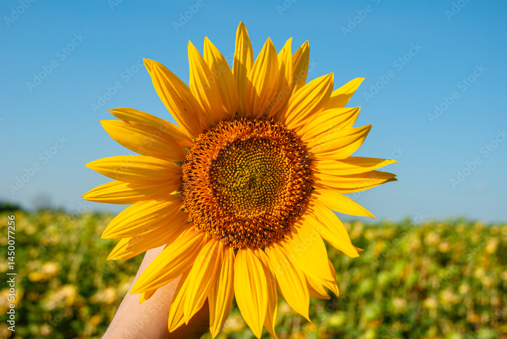 Vibrant yellow sunflower held against a clear blue sky by a feminine hand in a sunny field capturing the essence of nature's beauty Vibrant yellow sunflower held against a clear blue sky by a feminine hand in a sunny field capturing the essence of nature's beauty