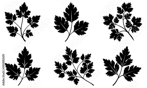 Coriander silhouette vector