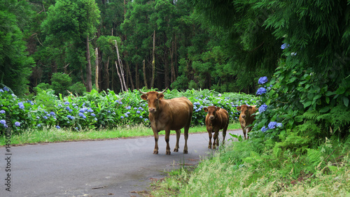 Family of dairy cows walking on a road in Flores Island, Azores archipelago. Free roaming day  