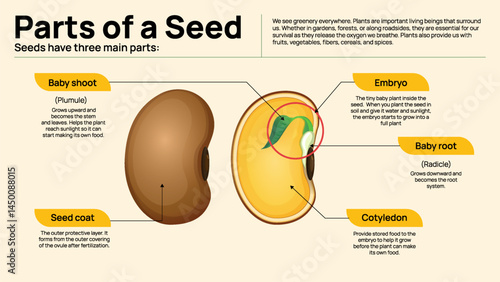 Parts of a Seed – Educational Diagram of Seed Structure with Labels for Biology and Classroom Learning