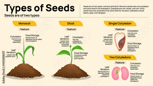 Types of Seeds – Monocot and Dicot Comparison Chart with Features, Cotyledons, and Leaf Venation Explained