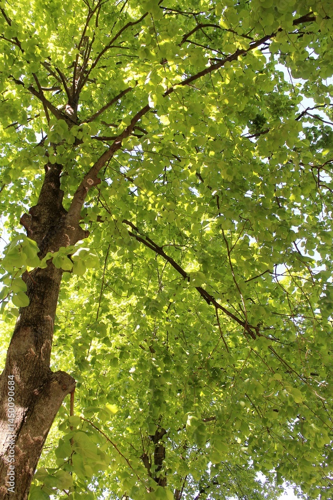 Fototapeta premium green leaves in the forest