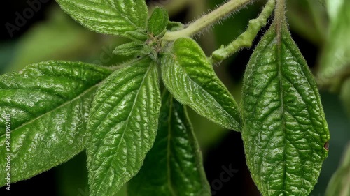 Macro image showcasing vibrant green leaves with intricate vein patterns and textured surfaces, close-up on a twig, detailed nature shot