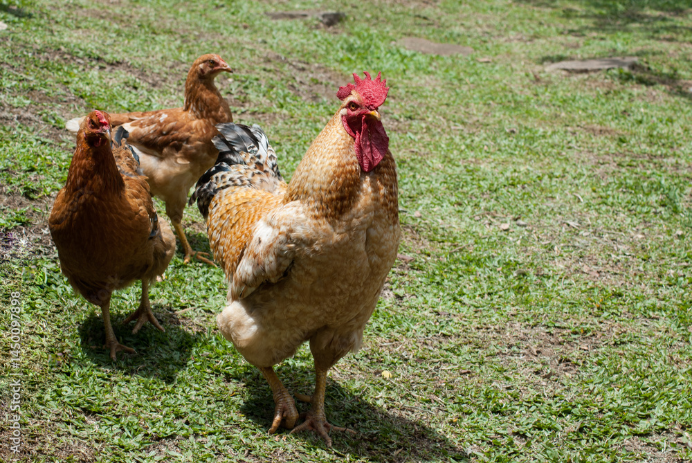 Fototapeta premium free range chicken on green grass
