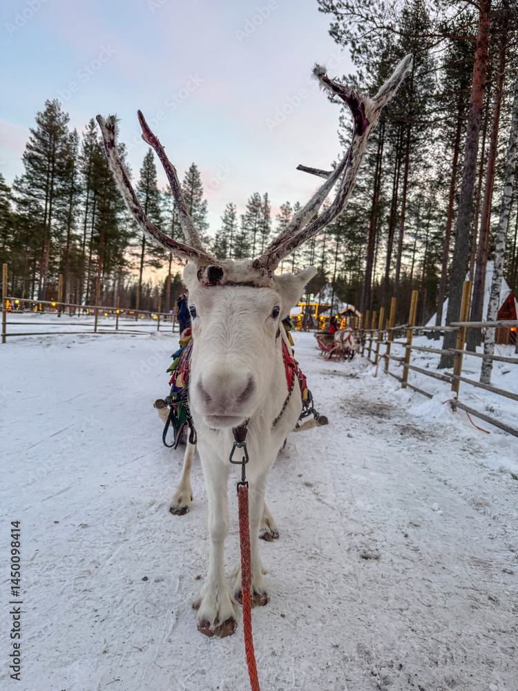 Fototapeta premium Majestic Reindeer in Winter Wonderland