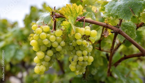 Wallpaper Mural Close-up of fresh green grapes glistening with dew on a vine in a vineyard. Torontodigital.ca