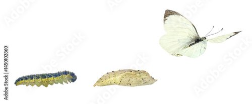 Cabbage butterfly, Pieris brassicae (Lepidoptera: Pieridae), also called large white, cabbage white, cabbage moth or large cabbage white. Life cycle isolated on a white background