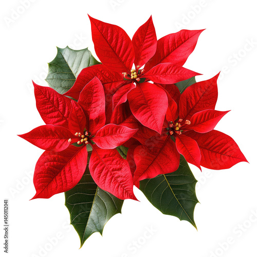 Close-up of three vibrant poinsettia flowers.  Deep red petals, surrounded by dark green foliage.  Brightly lit, detailed image