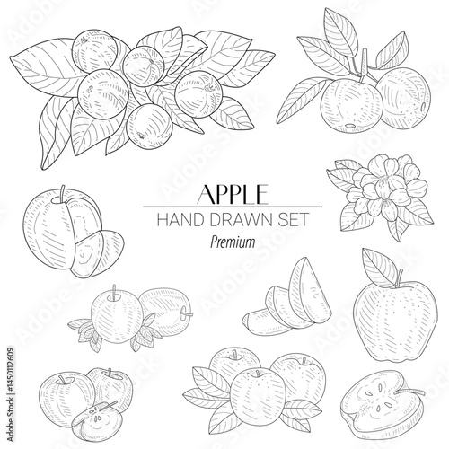 Hand-drawn vector set featuring whole apples, sliced apples, apple blossoms, and leaves. Great for autumn themes, organic food packaging, and farm branding.