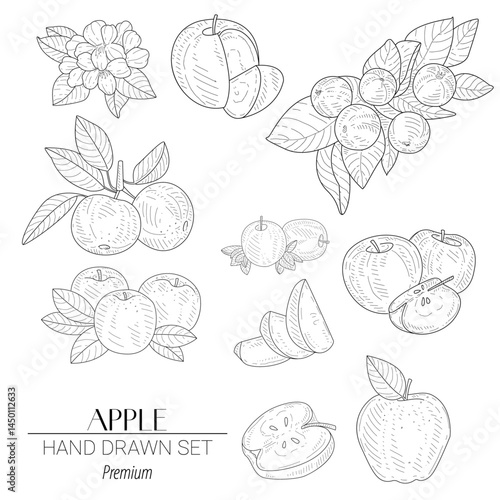 Hand-drawn vector set featuring whole apples, sliced apples, apple blossoms, and leaves. Great for autumn themes, organic food packaging, and farm branding.