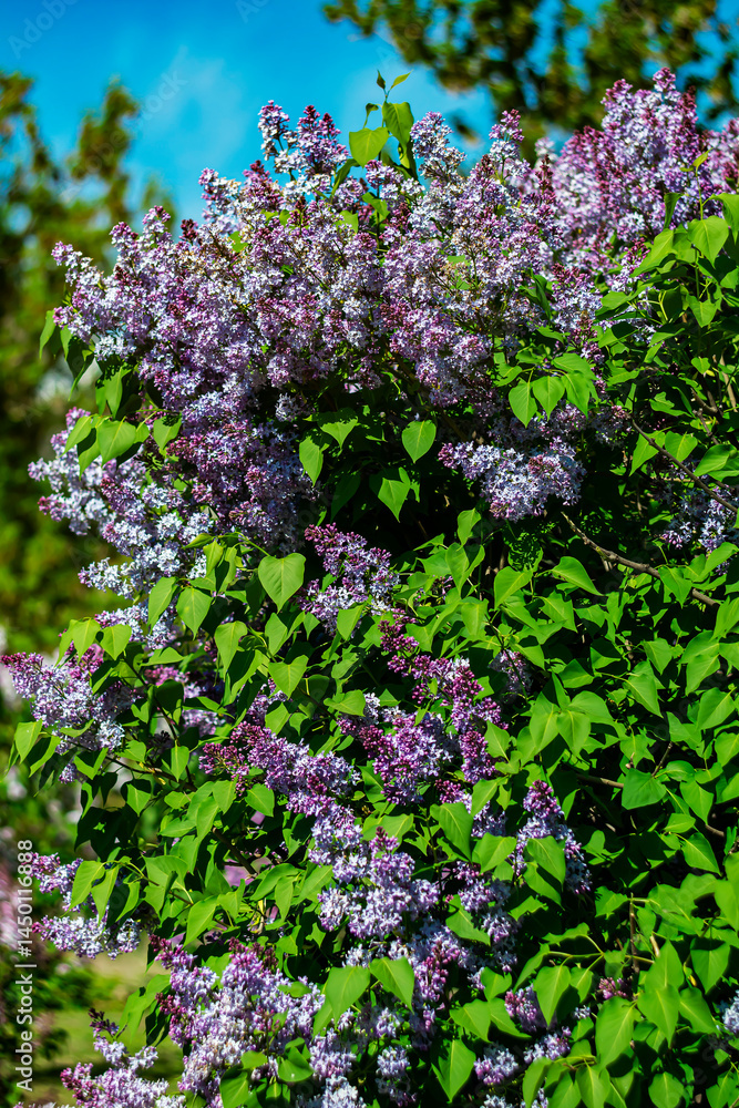 Obraz premium Bright purple lilacs in sunlight against a blue sky.