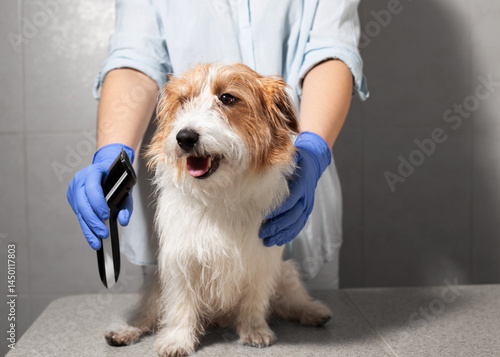 Dog Sitting Peacefully with Grooming Machine in Studio