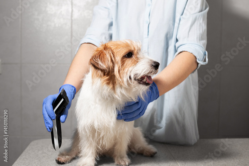 Dog Relaxing on Table Before Grooming Session