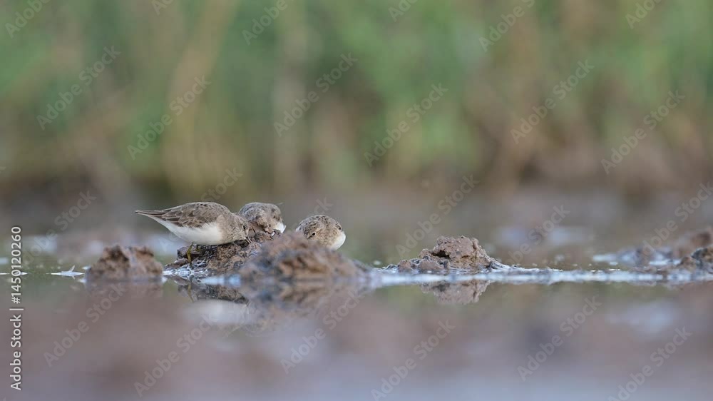 Flock of Temminck's stints feeding in wetland Flock of Temminck's stints feeding in wetland